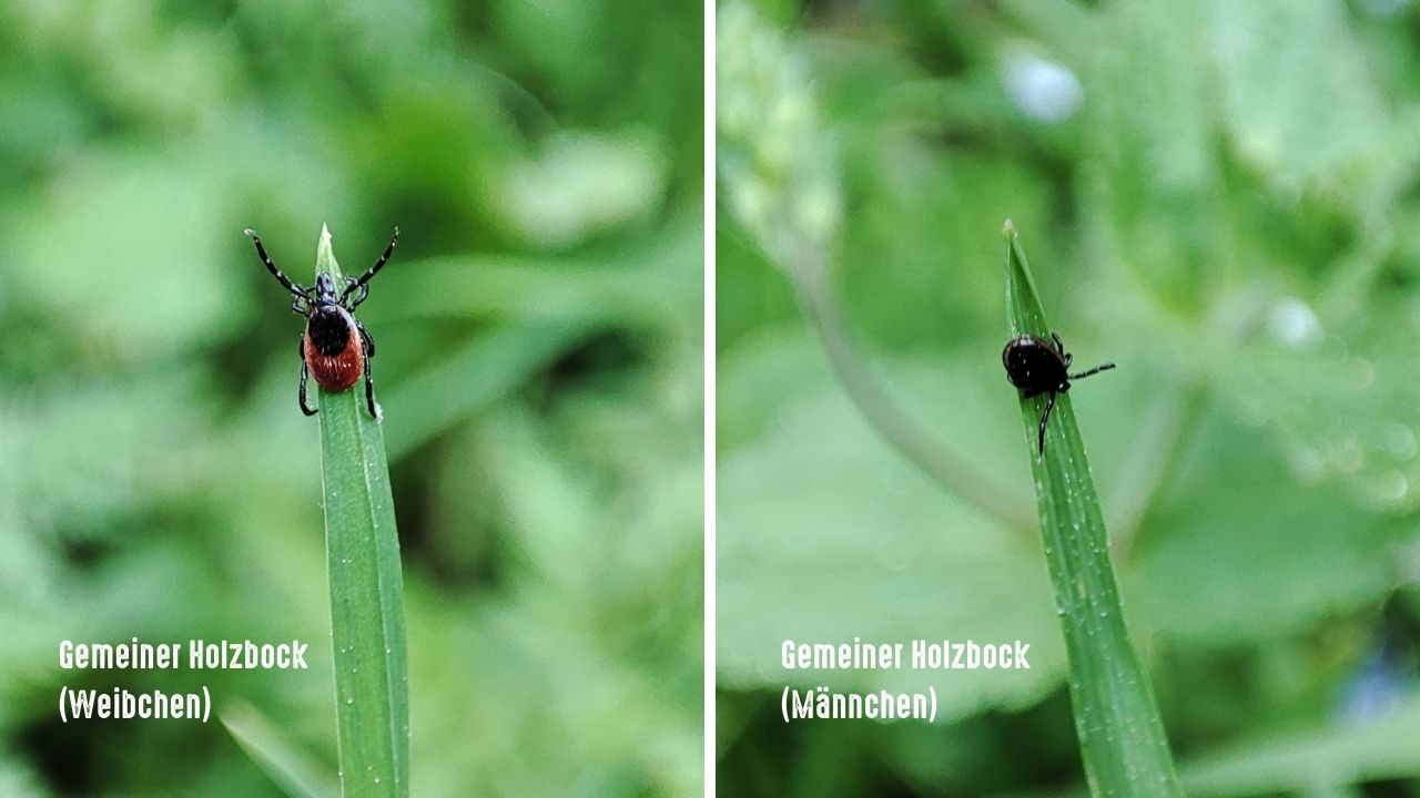 Common wood tick