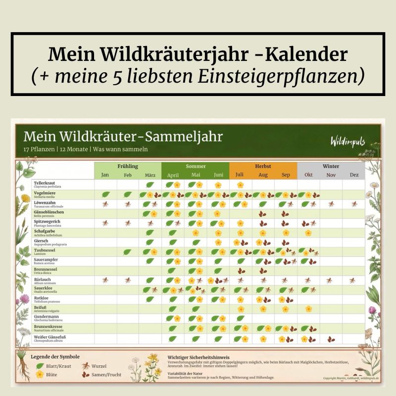 Wildkräuter-Sammeljahr-Kalender