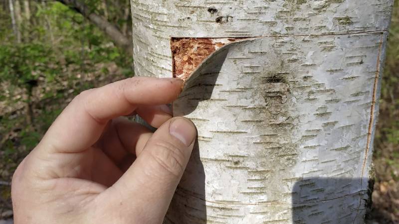 Cut out a large, flat piece of birch bark from the trunk