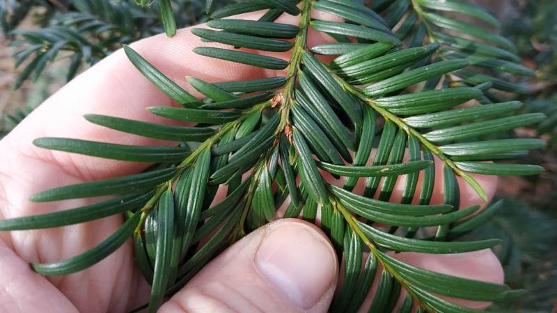 Identify and recognize 5 familiar coniferous trees by their needles