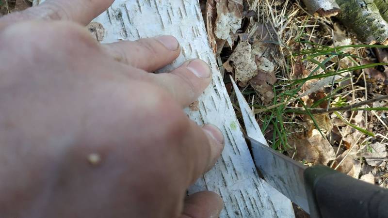 Cut the birch bark to your desired size