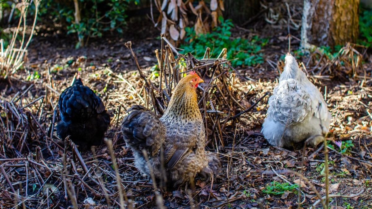 Bielefelder Kennhühner are known for their fast growth, high meat production, and good eggs. They have also been bred to be more resistant to diseases than other chicken breeds.