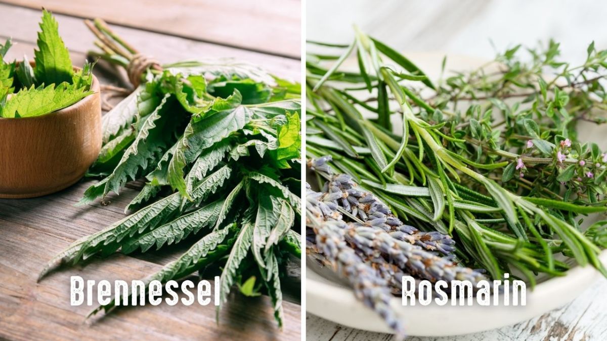 Nettles and rosemary can be used to calm the scalp in case of itching or dryness.