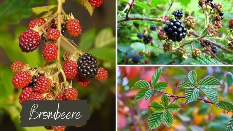 Blackberries are a fantastic survival food