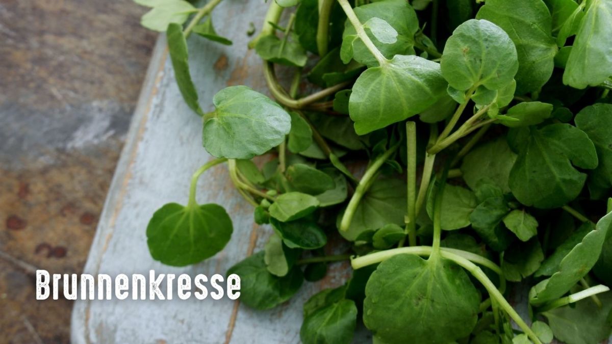 Watercress leaves are edible raw or cooked and can be eaten raw in salads or sandwiches, or stewed like spinach. They are also often used in soups and sauces. The seeds of the watercress plant can also be eaten raw or added to dishes like hummus for additional flavor.