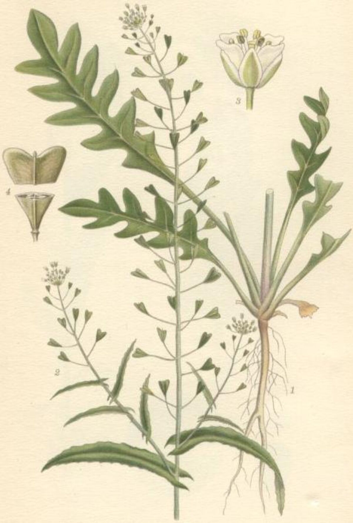 Capsella bursa pastoris lomme