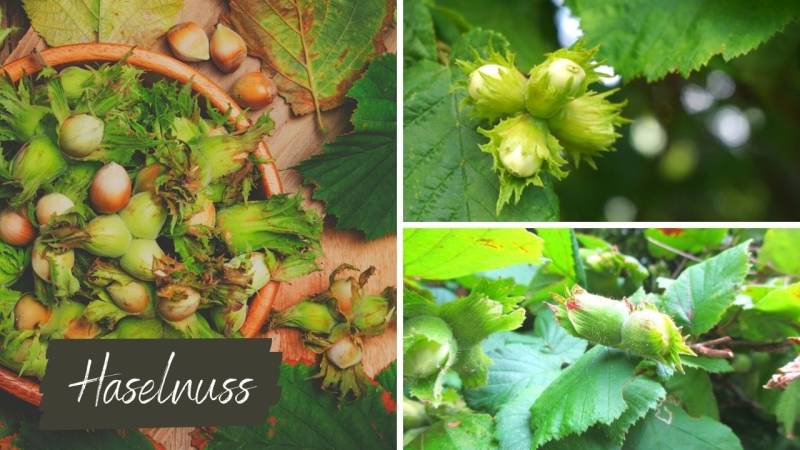 Hazelnuts are nutritious and can be stored well