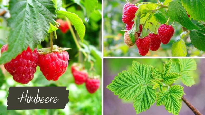 Sweet and delicious raspberries