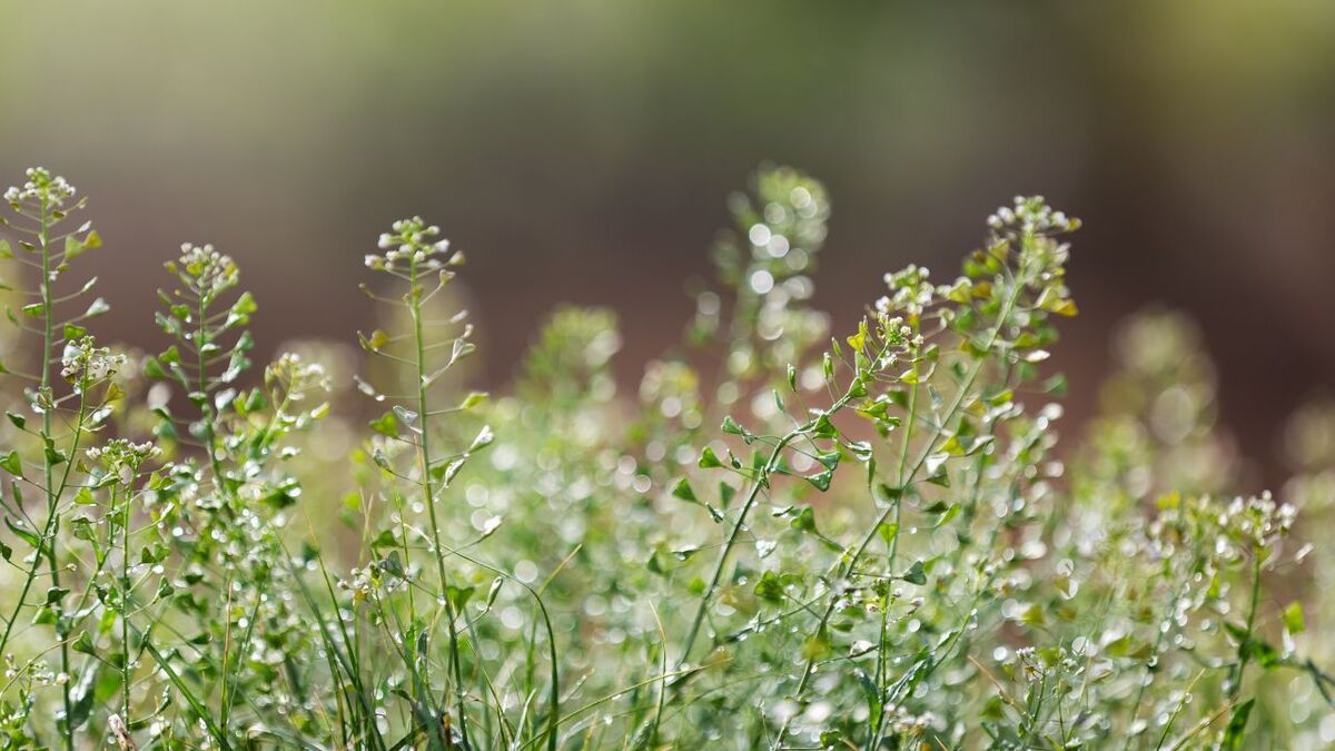 Shepherd’s Purse: From Sidewalk Weed to Versatile Wild Helper