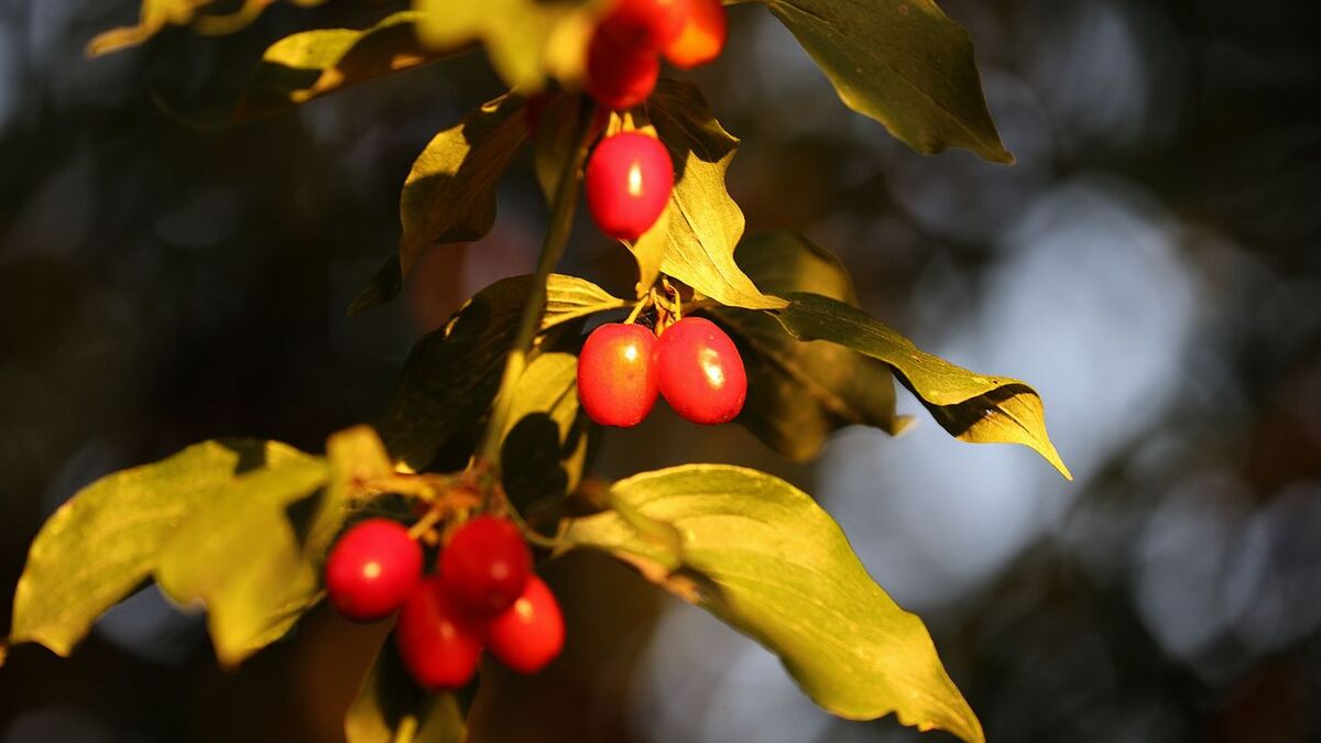 Kornelkirsche Cornus mas