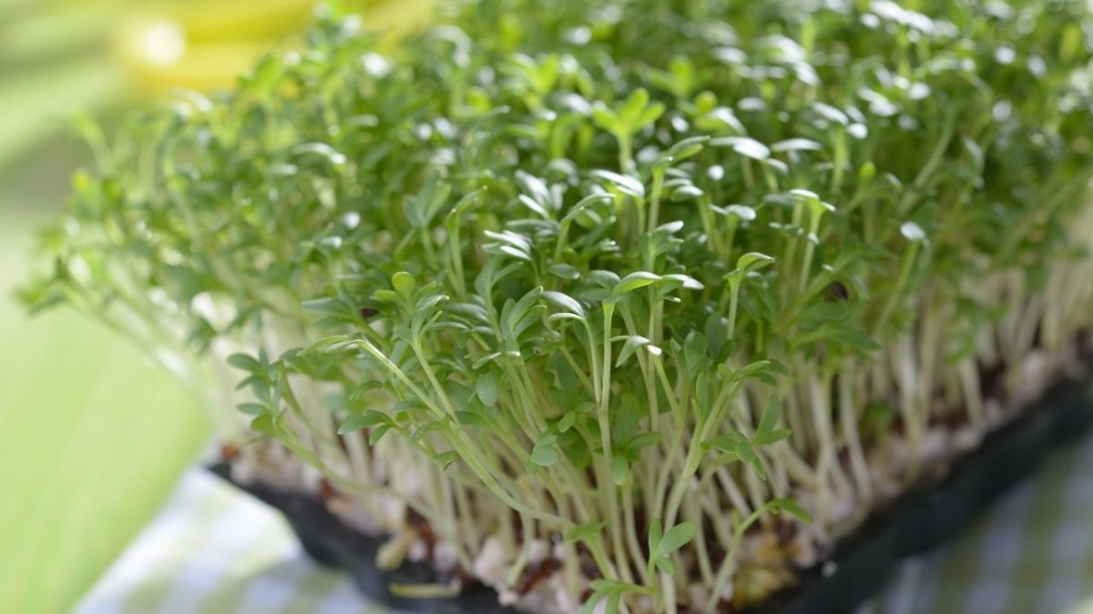 Micro Greens