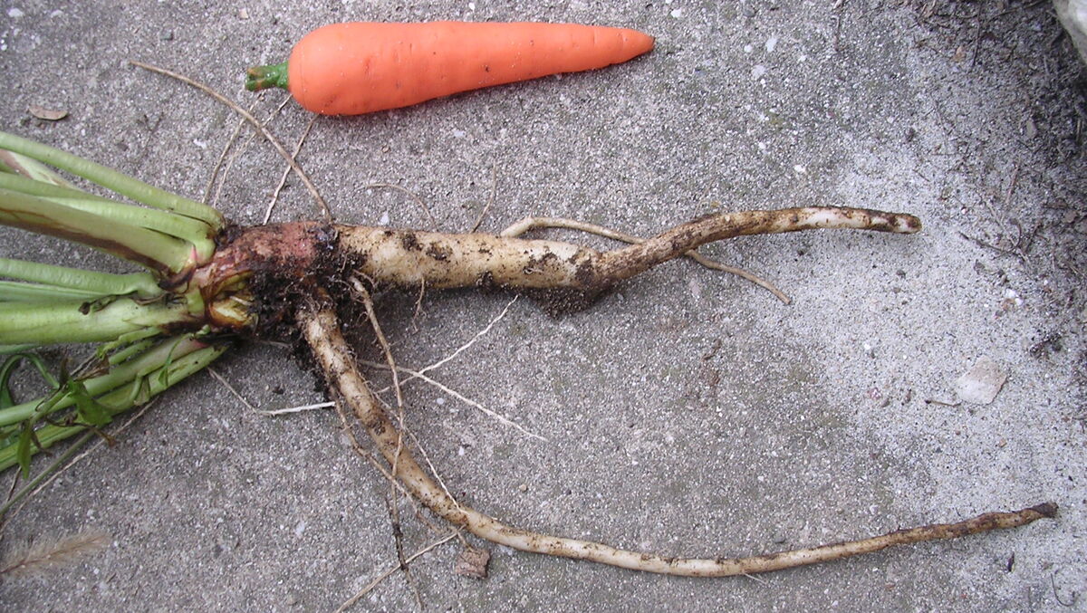 Die Kraft der Nachtkerze: Survival-Food & Apotheke Wurzel der Nachtkerze, Ziounclesi, CC BY 3.0, via Wikimedia Commons