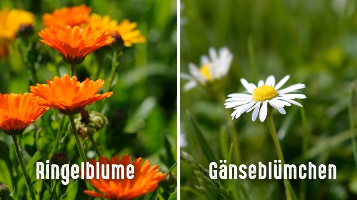 Mit Ringelblumen und Gänseblümchen kannst du Juckreiz, Ekzeme und sogar Schuppenflechte wirkungsvoll bekämpfen.