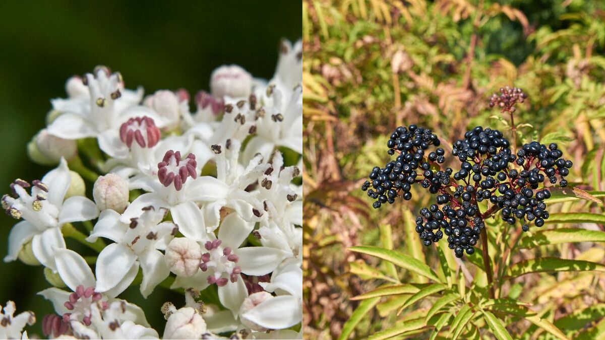 Holunder: Was Wildnismentoren ĂĽber den Hollerbusch wissen Sambucus ebulus