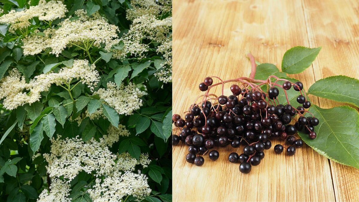 Holunder: Was Wildnismentoren ĂĽber den Hollerbusch wissen Sambucus nigra