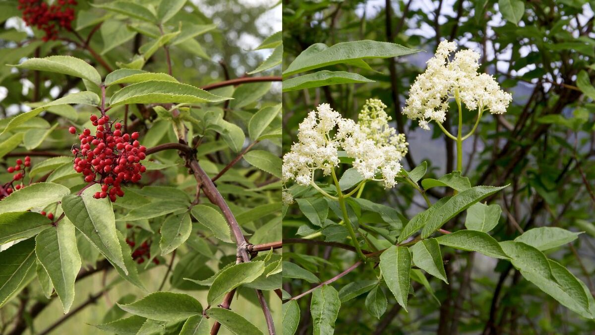 Holunder: Was Wildnismentoren ĂĽber den Hollerbusch wissen Sambucus racemosa