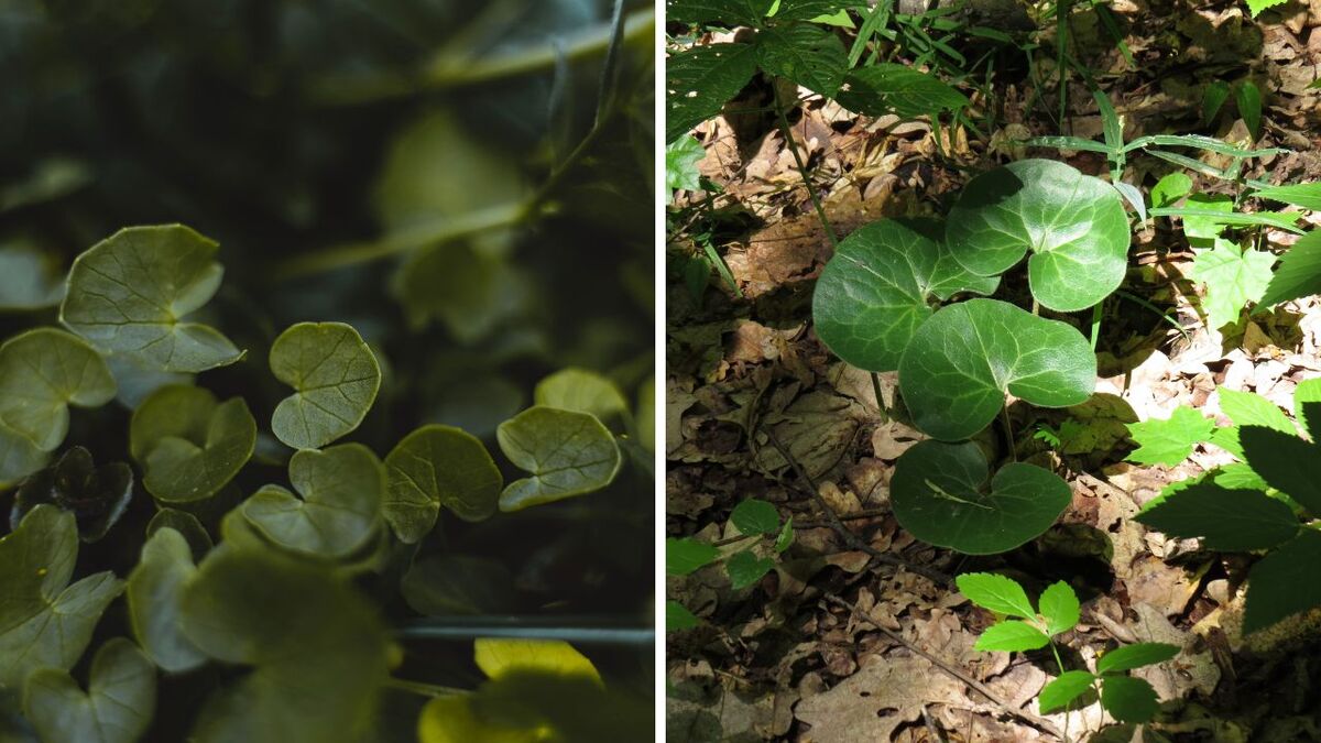 Scharbockskraut: Dein Survival-Vitamin-Boost im Frühling Scharbockskraut 6