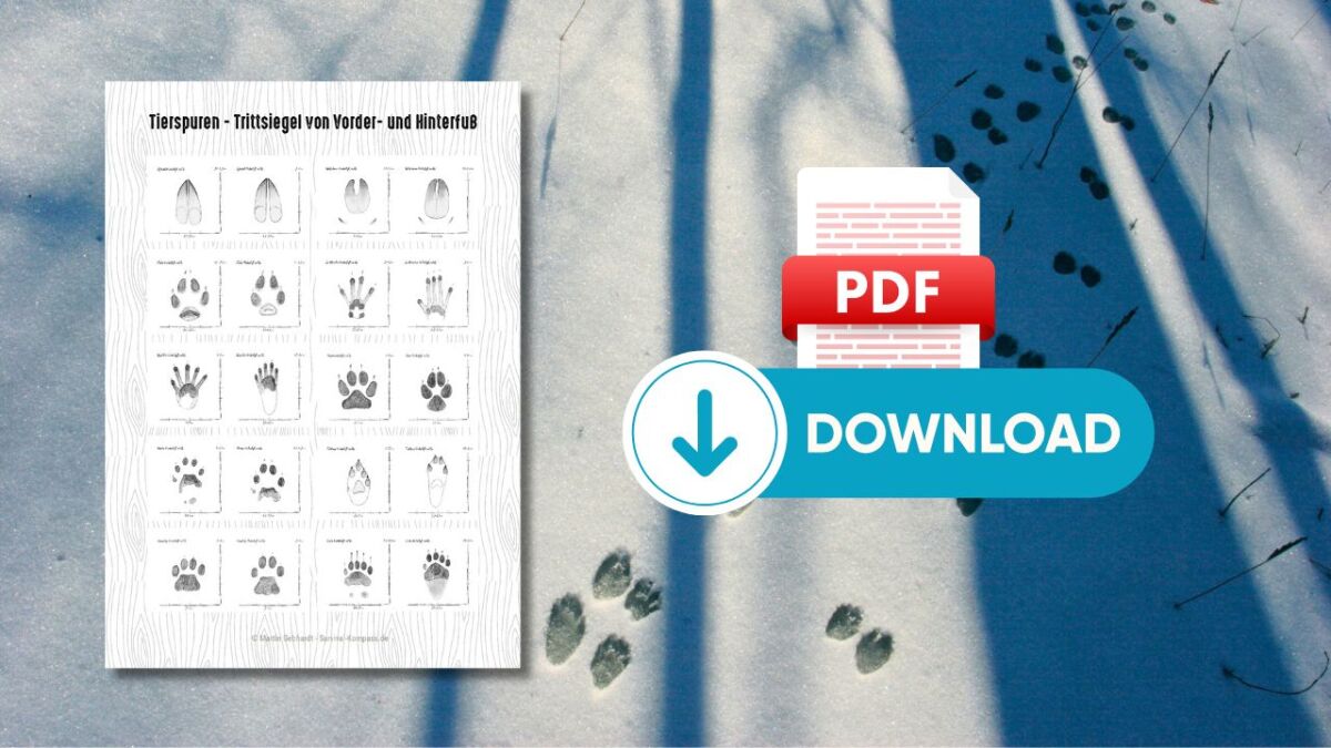 Tierspuren Trittsiegel von Vorder und Hinterfuss downloadbild