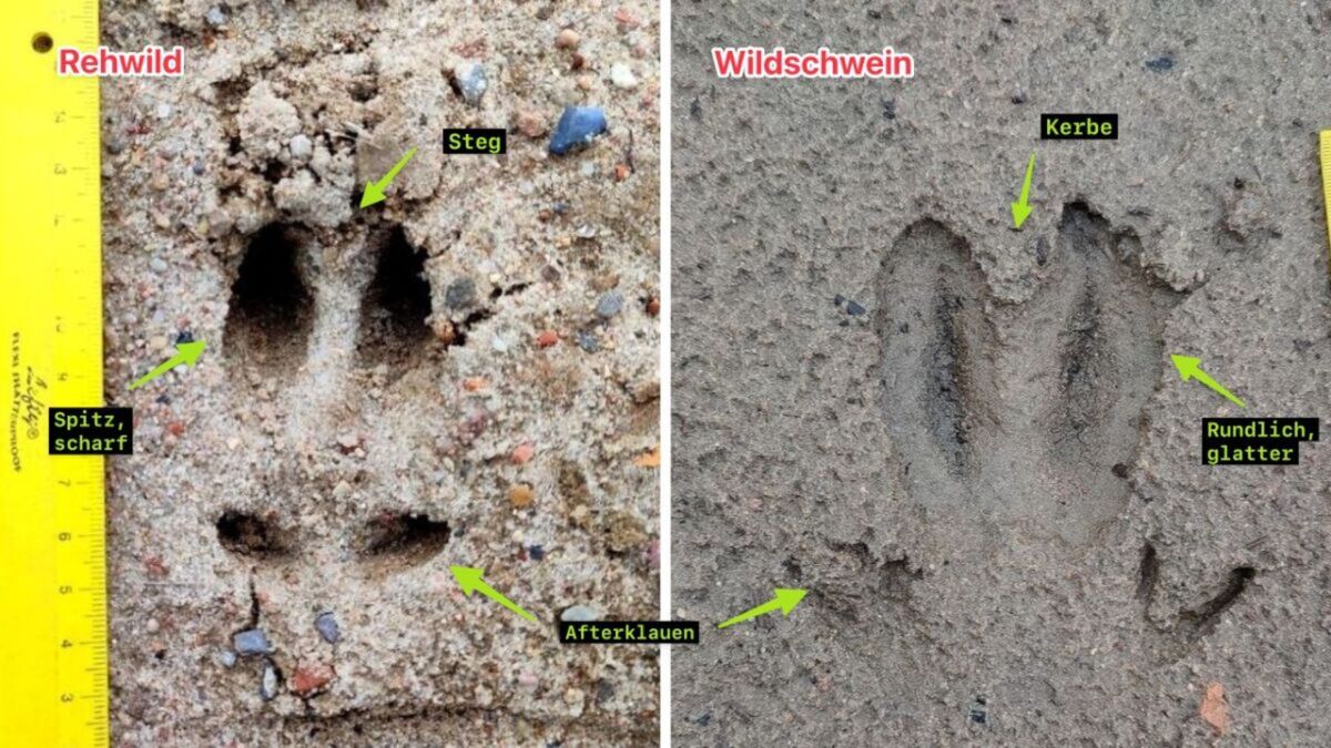 Die F.I.A.B. Mail (Freitag, 16.10.2026) Tierspuren Workshop Reh Wildschwein Unterschied