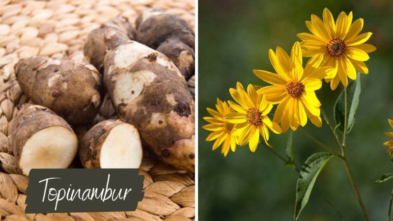 Topinambur is available in the supermarket, but also grows in Germany on herb meadows