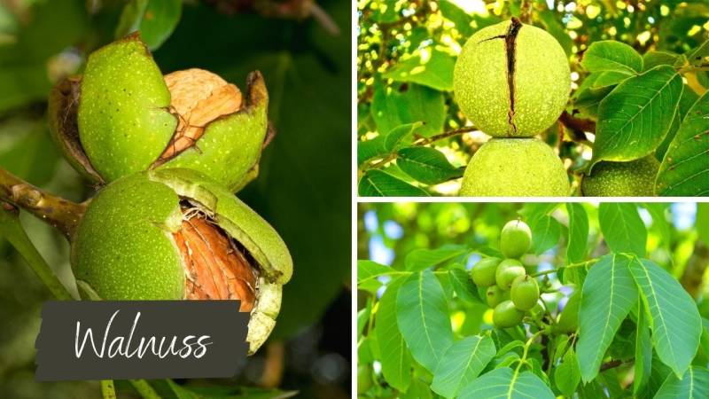 Die Walnuss ist eine Nussfrucht, die reich an Eiweiß ist und daher eine gute Ergänzung für eine proteinreiche Ernährung darstellt.