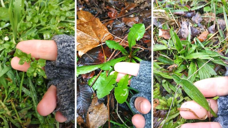 Even in winter, edible plants can be found (from left to right: chickweed, dandelion, plantain - found in January)