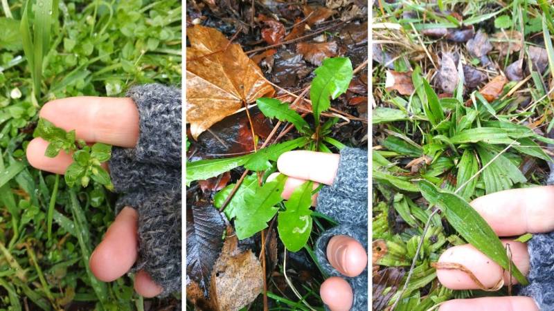 Selbst im Winter lassen sich essbare Pflanzen finden (v.l.n.r. Vogelmiere, Löwenzahn, Spitzwegerich – gefunden im Januar)