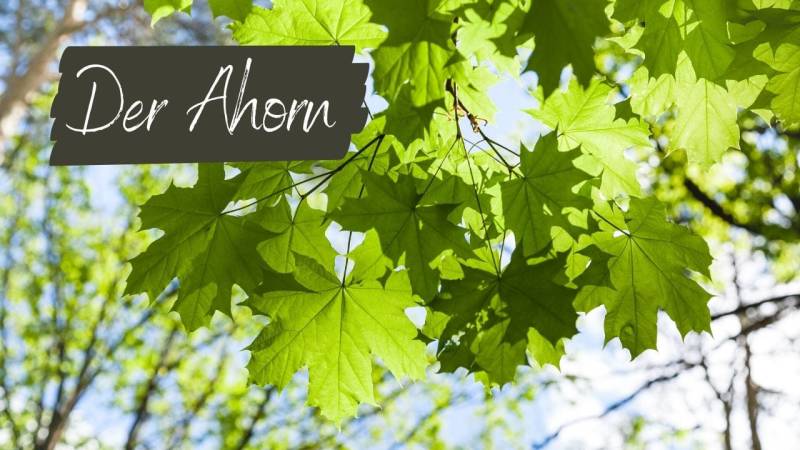 Maple offers sap, seeds and leaves to eat