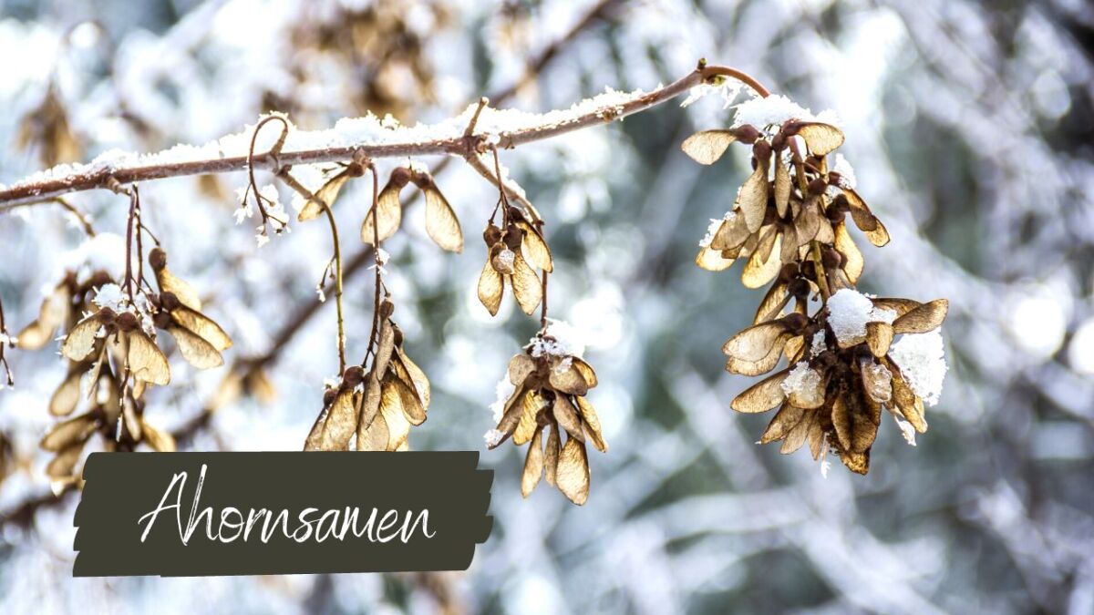 ahornsamen im winter