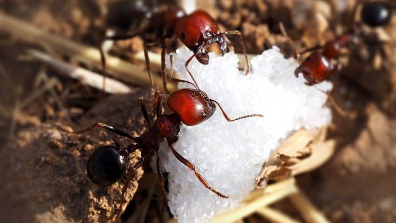 Sugar keeps insects away, but can also be used to catch them