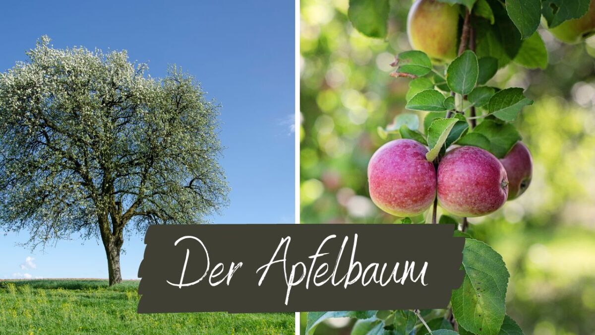 apfelbaum