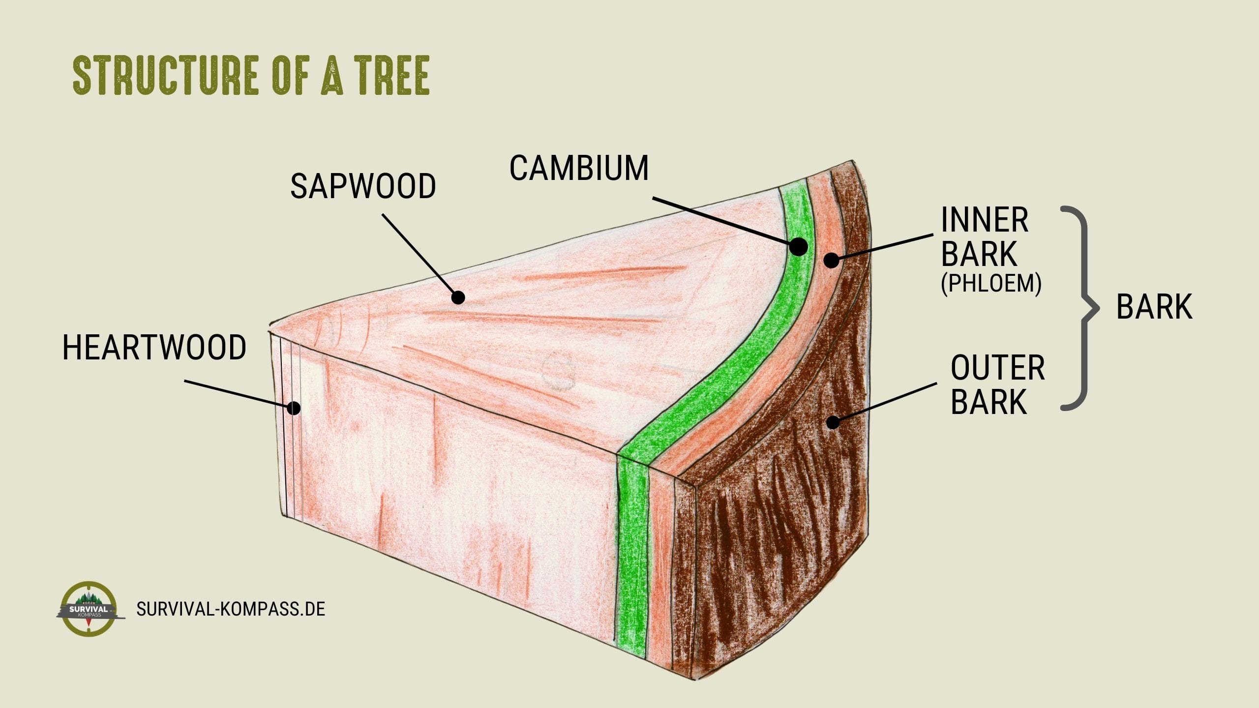 New tissue is exclusively formed in the cambium. The thin layer between bark and wood is responsible for the growth in diameter of a tree.