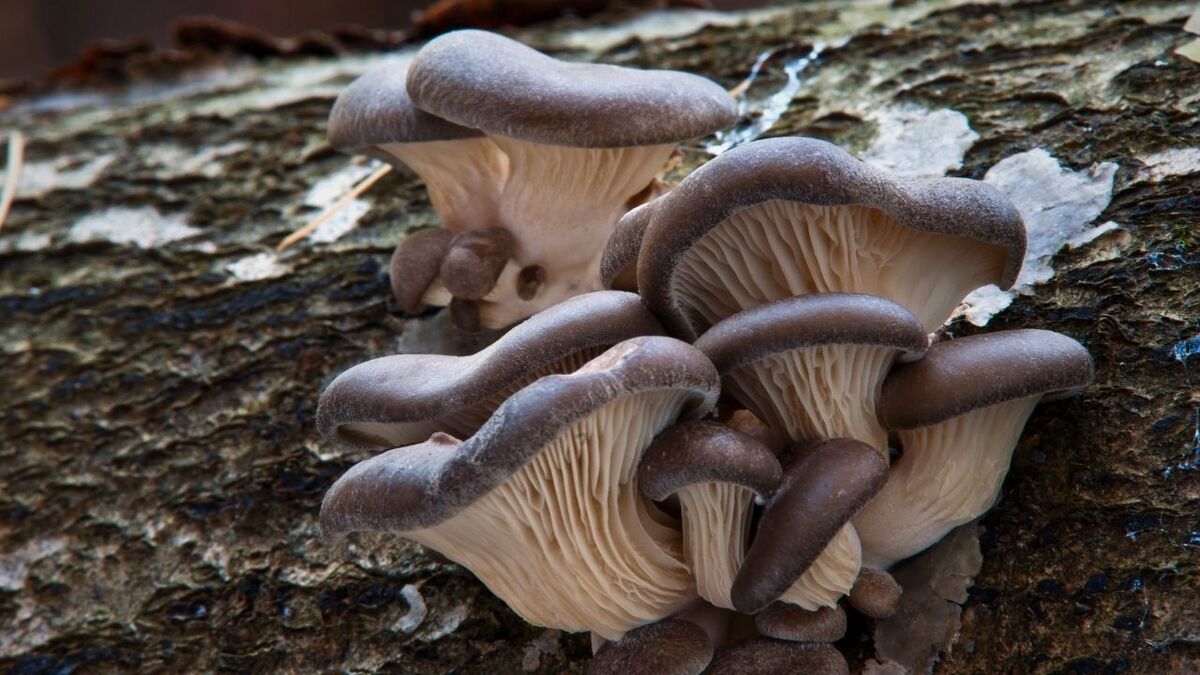 austernseitling am baum