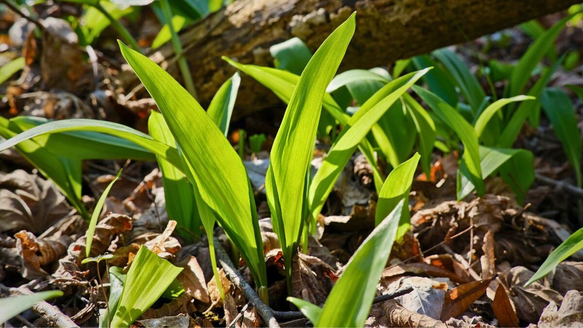In April, the wild garlic can be admired in its full glory
