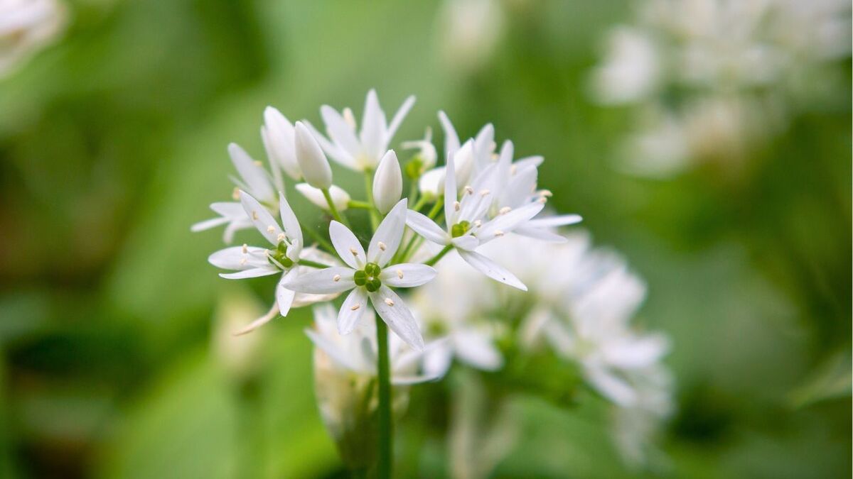 In May you can still collect wild garlic, but you will already come across the white flowers there