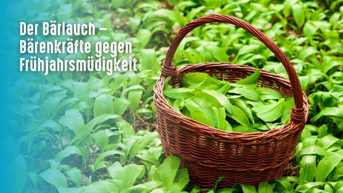 Bärlauch has been used for centuries to treat a variety of ailments. It has been used to treat coughs and colds as well as to prevent rheumatism and gout. Bärlauch can be eaten raw or cooked with other vegetables, fish or meat.