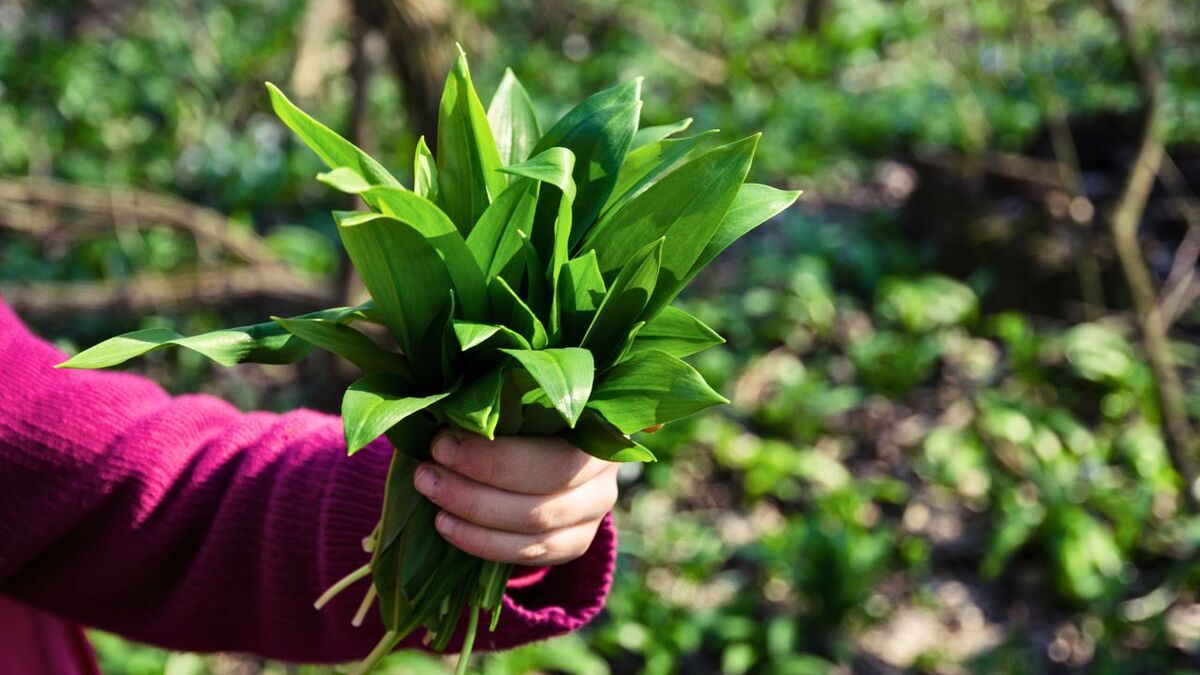 Once you have wild garlic in your hand, everything else smells like garlic too