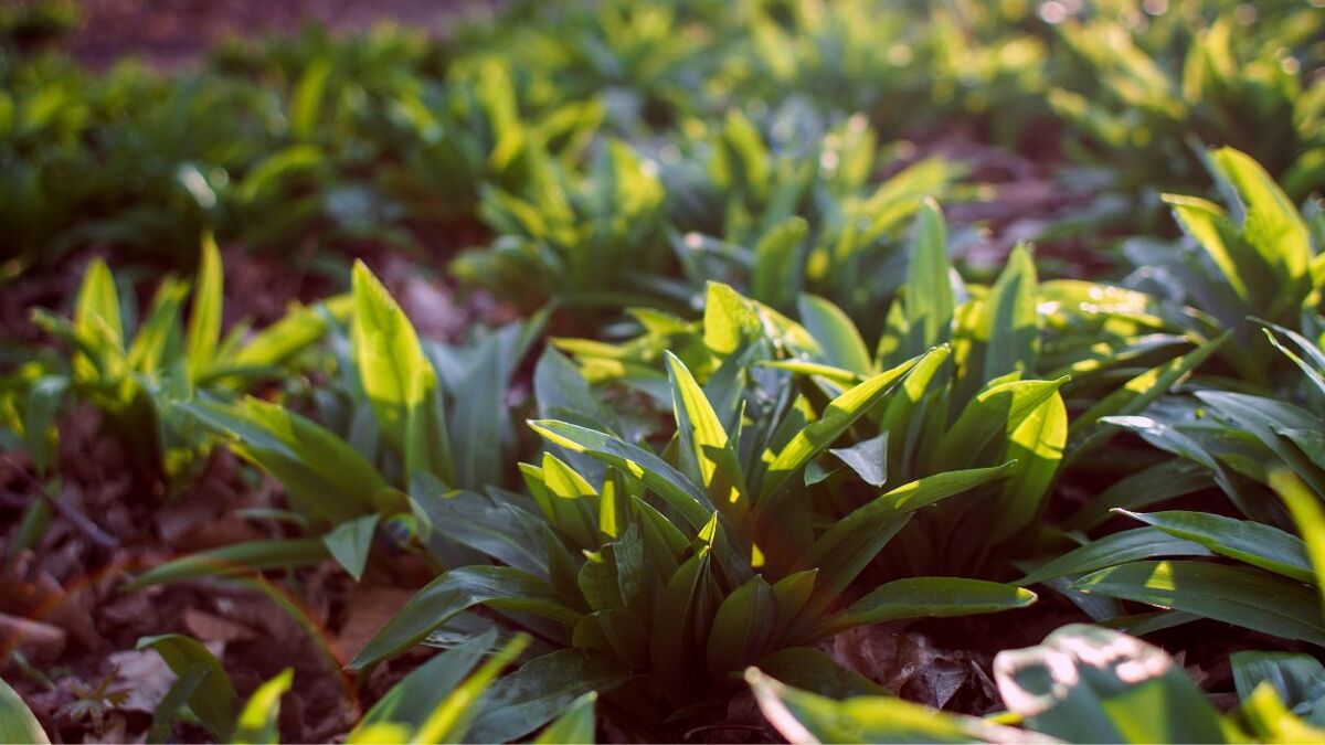 In February/March, the wild garlic awakens and you can already find small shoots