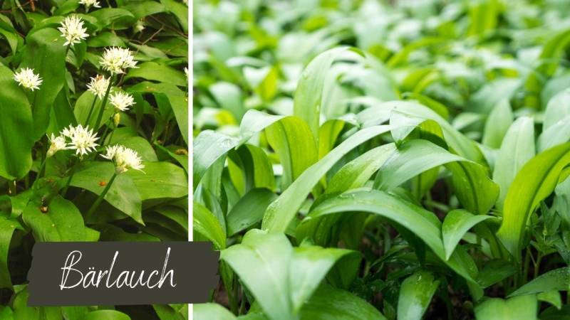 Wild garlic contains particularly high levels of Vitamin B, which is important for the health and function of the human body. Consuming wild garlic can help keep the immune system in top form and stimulate metabolism.