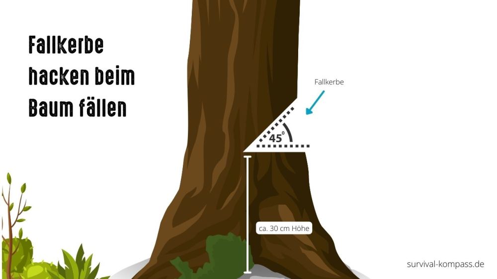 Die Fallkerbe hackst du im 45-Grad-Winkel – in diese Richtung fällt dann auch der Baum.