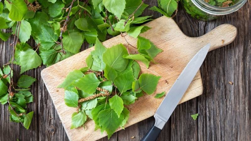 Tree leaves are suitable for a snack, but not as regular food