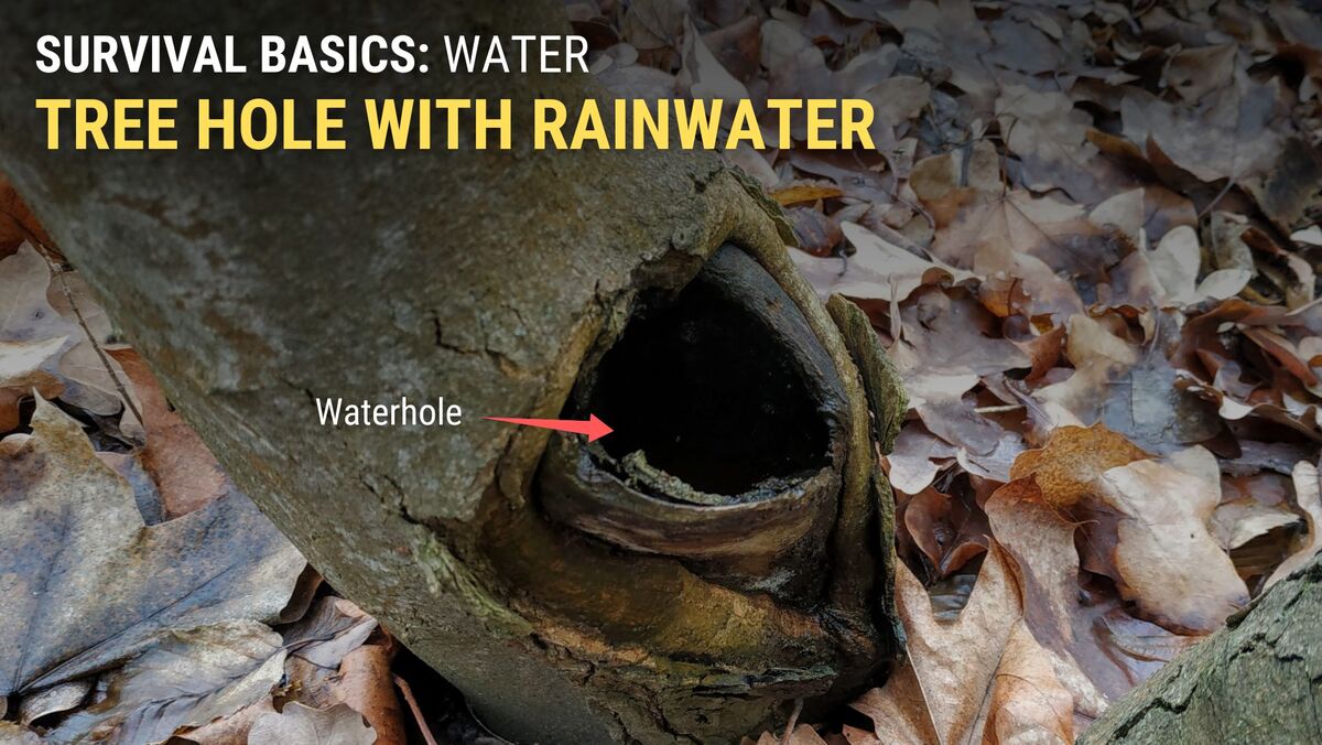 Rainwater collects in tree hollows