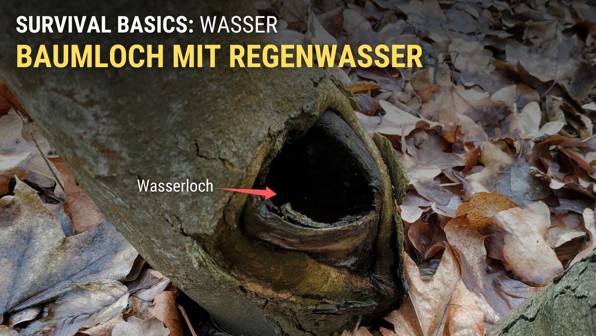 In Baumlöchern und Baumhöhlen sammelt sich Regenwasser