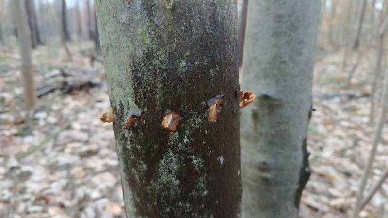 baumsaft anzapfen am baum specht eichhoernchen faehrtenlesen