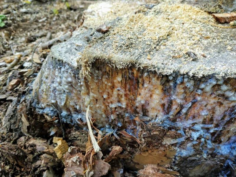 A tree stump with resin - but good Kienholz cannot be harvested here yet