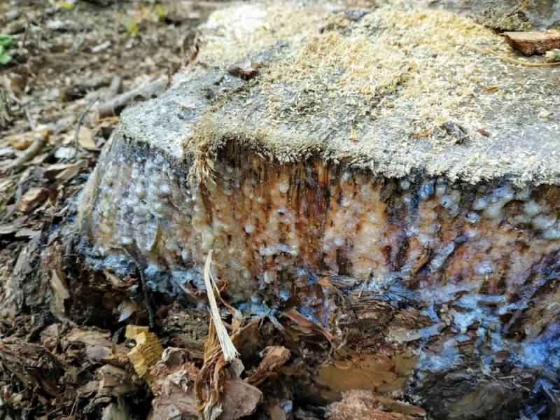 Ein Baumstumpf produziert noch viel Harz