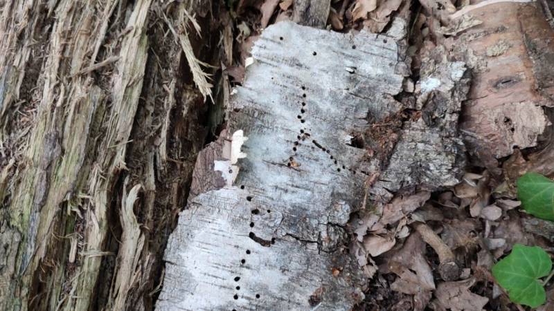 beamtmungsloecher birkensplintkaefer bei der eiablage