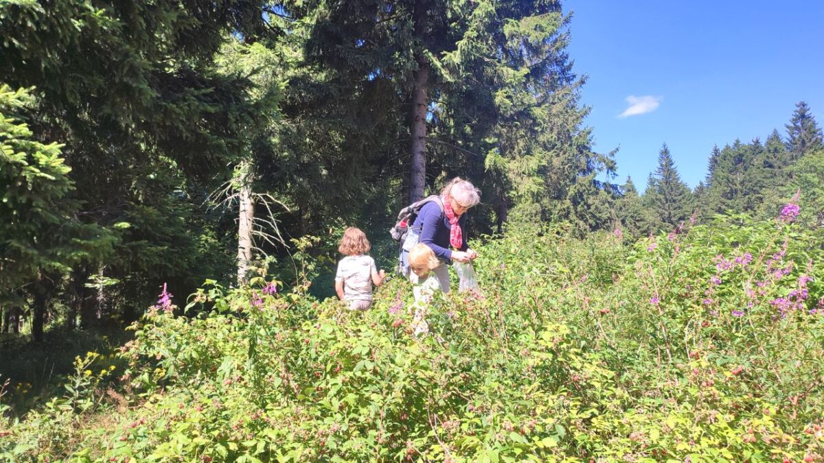 beeren fruechte sammeln outdoor aktivitaeten fuer familien 1