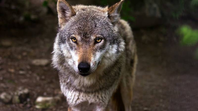 How should I behave when encountering a wolf?