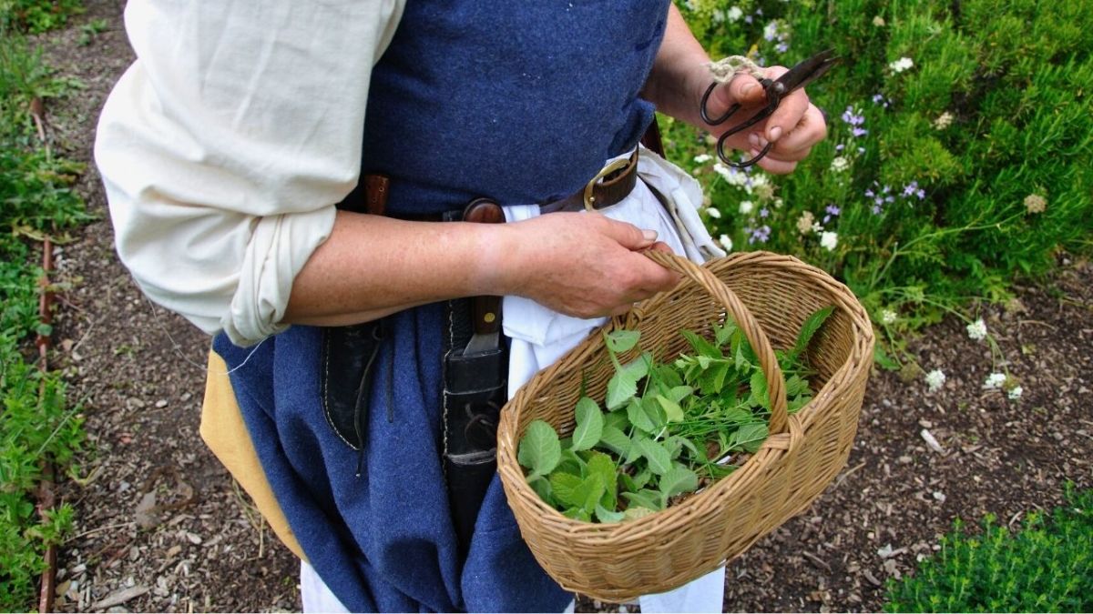 Herbs can be used as spices, in medications, or for the production of natural treatments. They are also used for culinary purposes, such as to give dishes flavor or to prepare herbal teas. Herbs are often used as an alternative to medication because they have fewer side effects and can be healthier for the body.